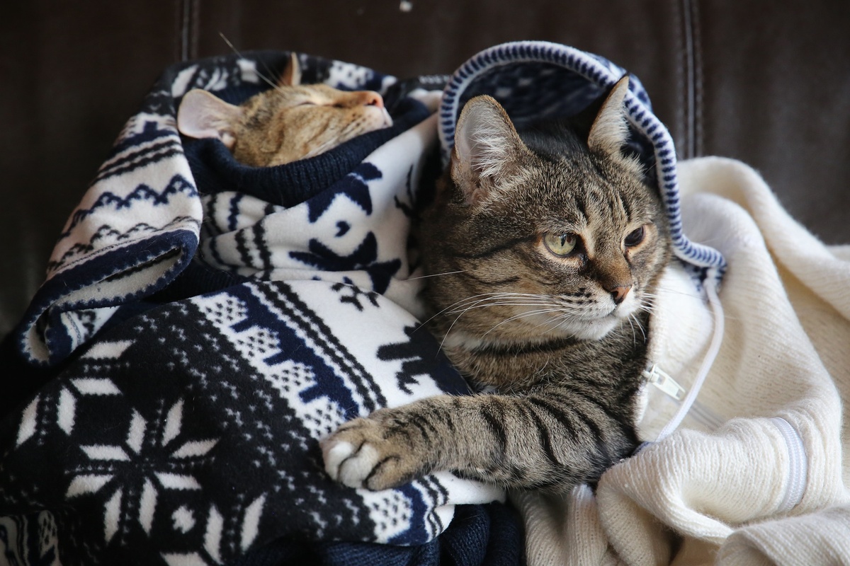 Кот где тепло. Кот в пледе. Уютный котик. Уютные коты. Кот в свитере.