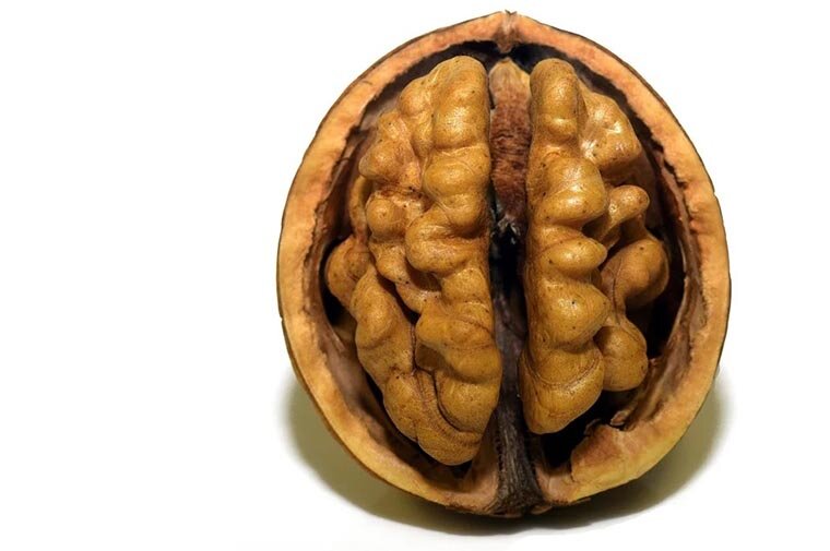 Из-за внешнего сходства грецкого ореха с мозгом некоторые народы в прошлом верили, что поедание этих орехов поможет стать умнее