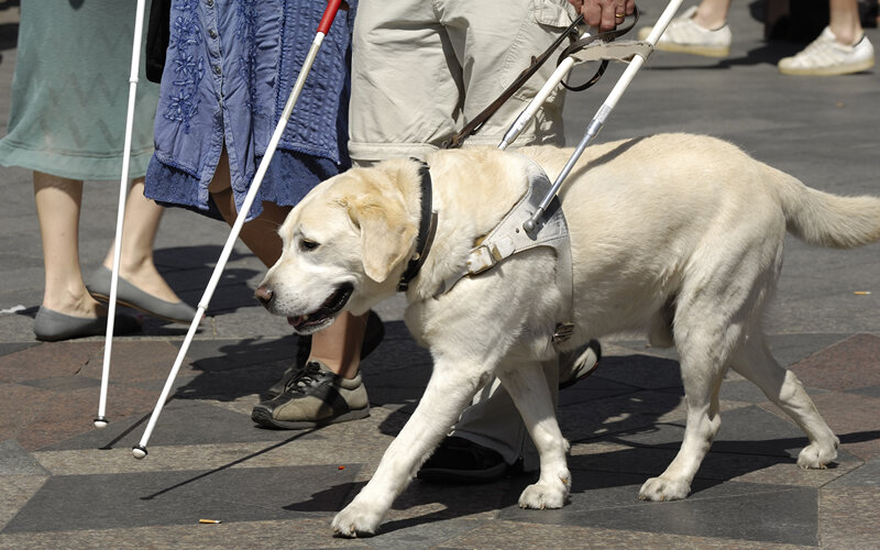 who picks up after seeing eye dogs