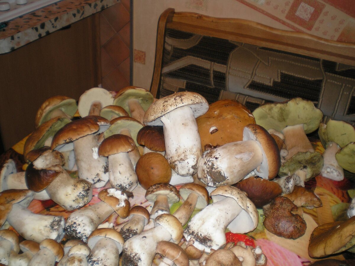 Это не те грибы, и не столько, но из того места, в другой год.