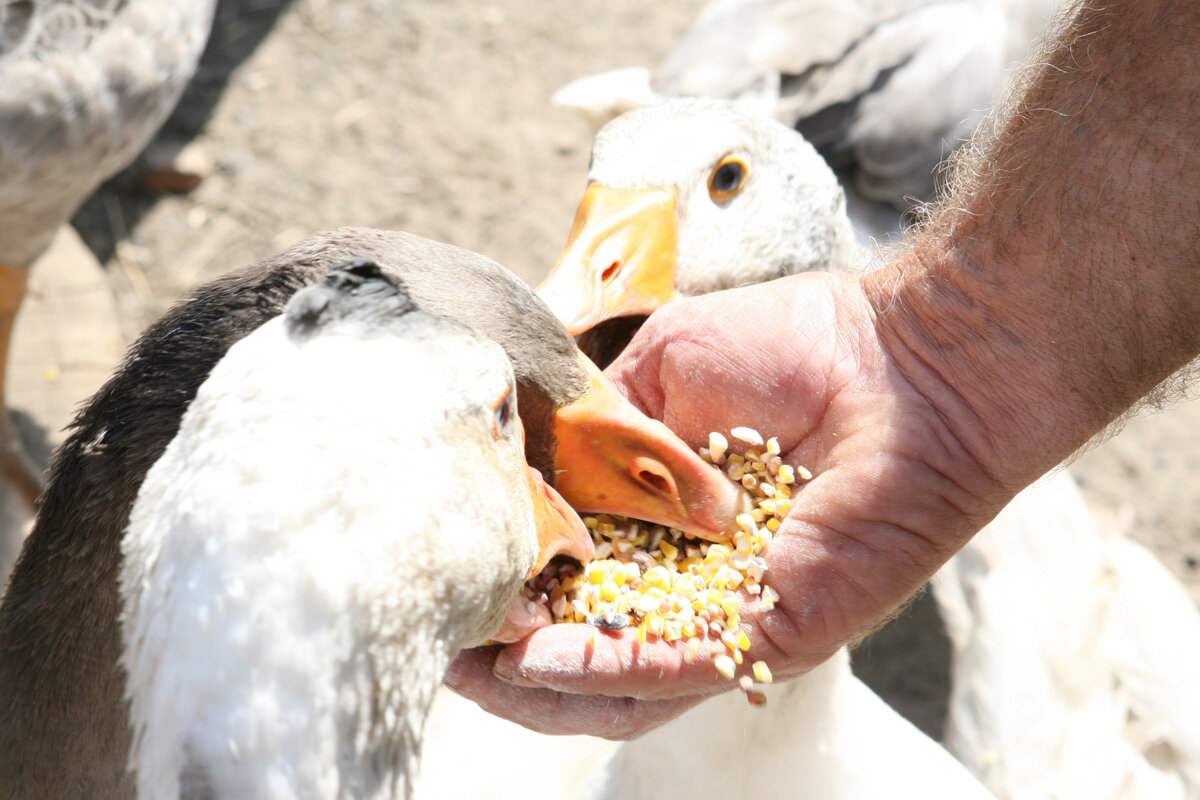 "Вкусняшки для гусиков"