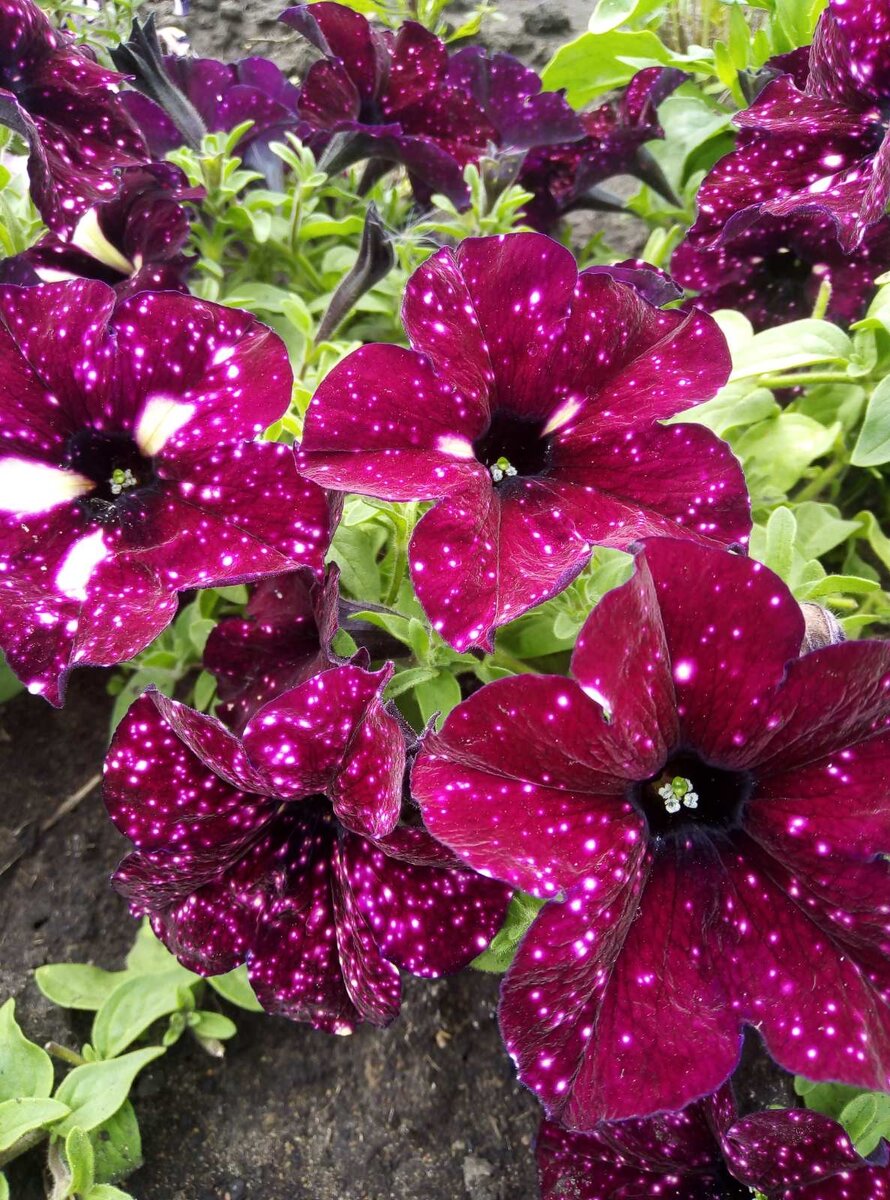 Волшебный цветок на моём пути