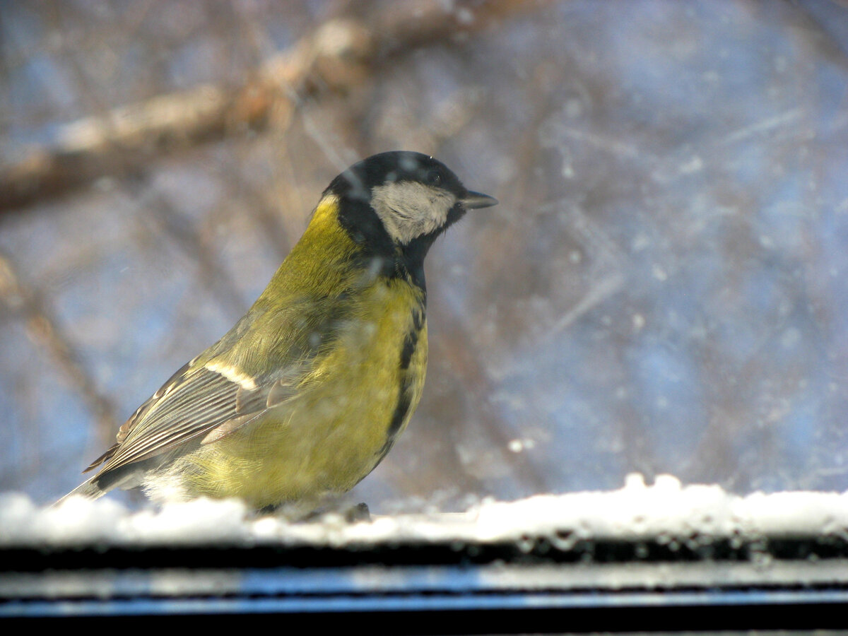 Синичка заглядывает в окно 