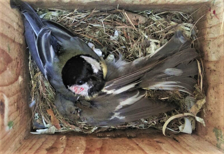 Последствия "войны" между синицами и мухоловками / © Фото : Maurice van Laar