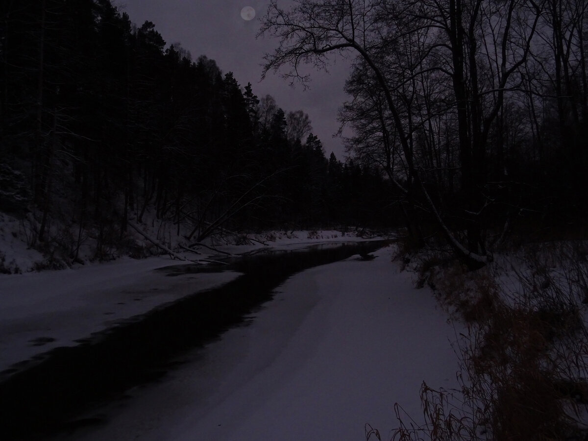 Ночной лес ту4иан. Жуткий лес. В лесу совсем стемнело но глаз. Дорога в лесу. Ночной лес.
