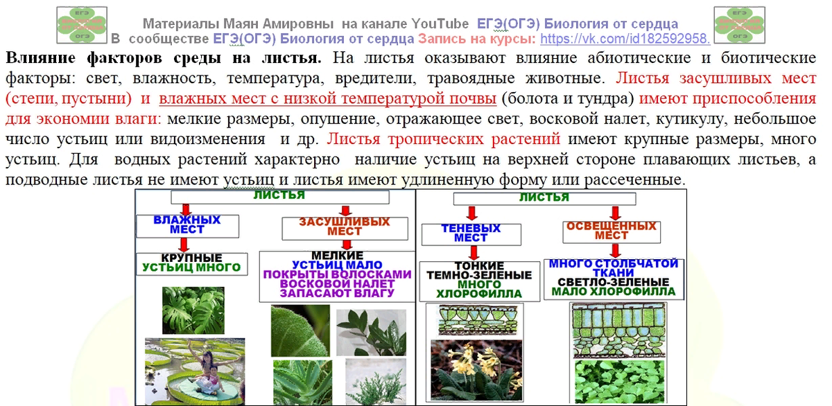 Какая ботаническая наука изучает размножение растений