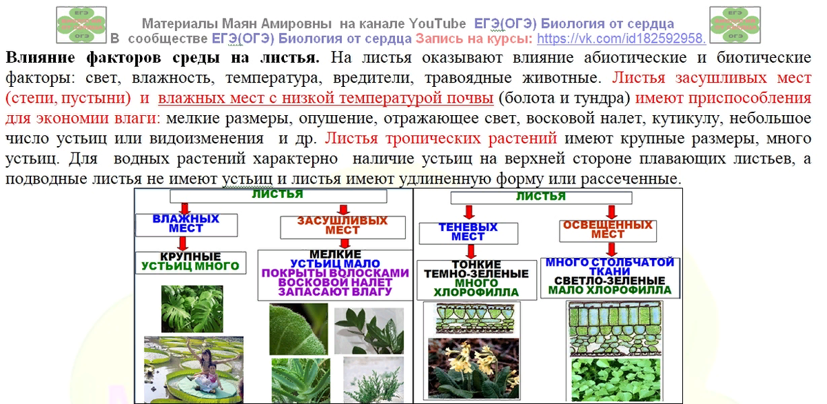 План изучения ботаники для огэ