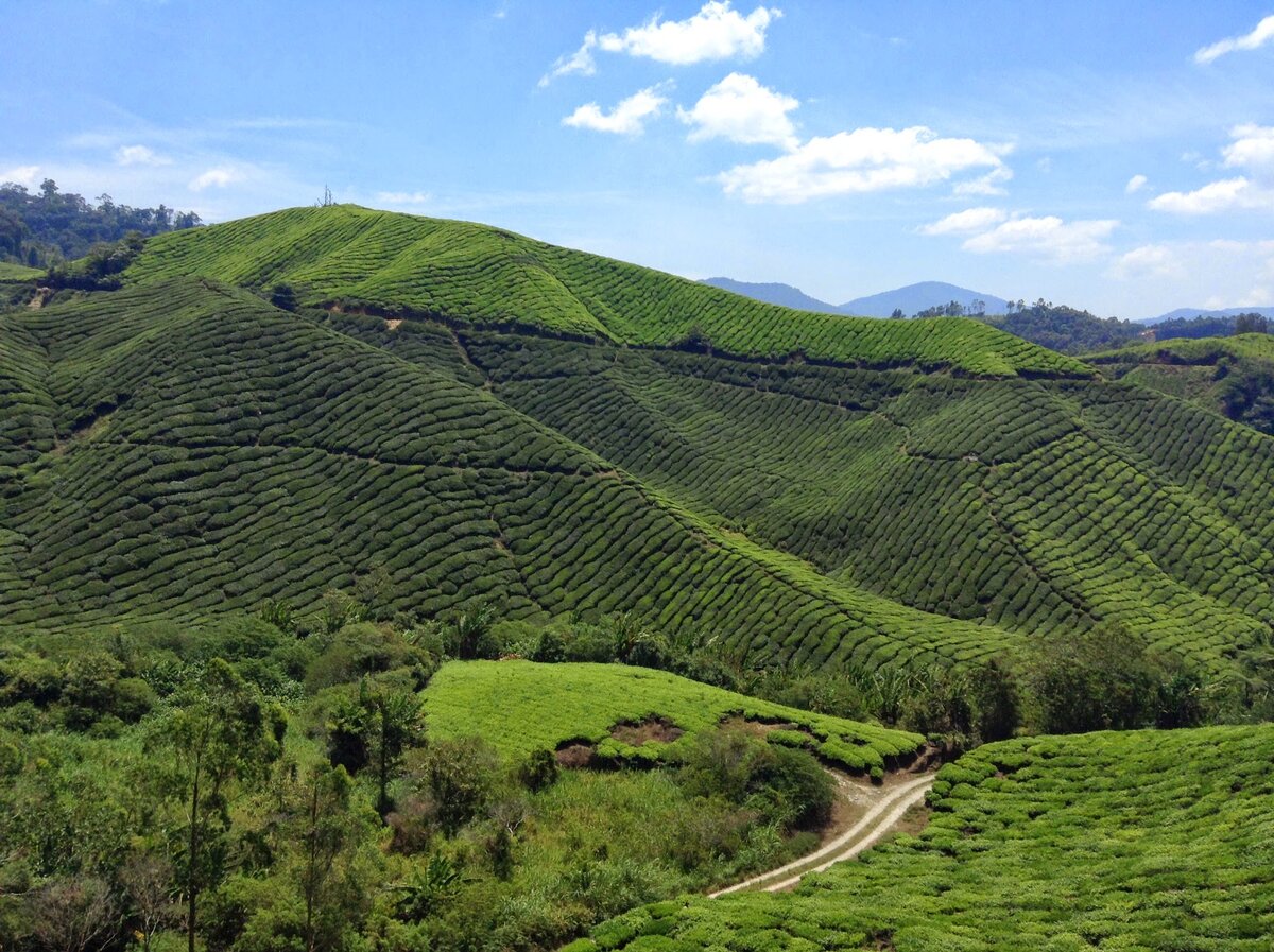 Это Cameron Highlands. Это в Малайзии, но не на Борнео. 