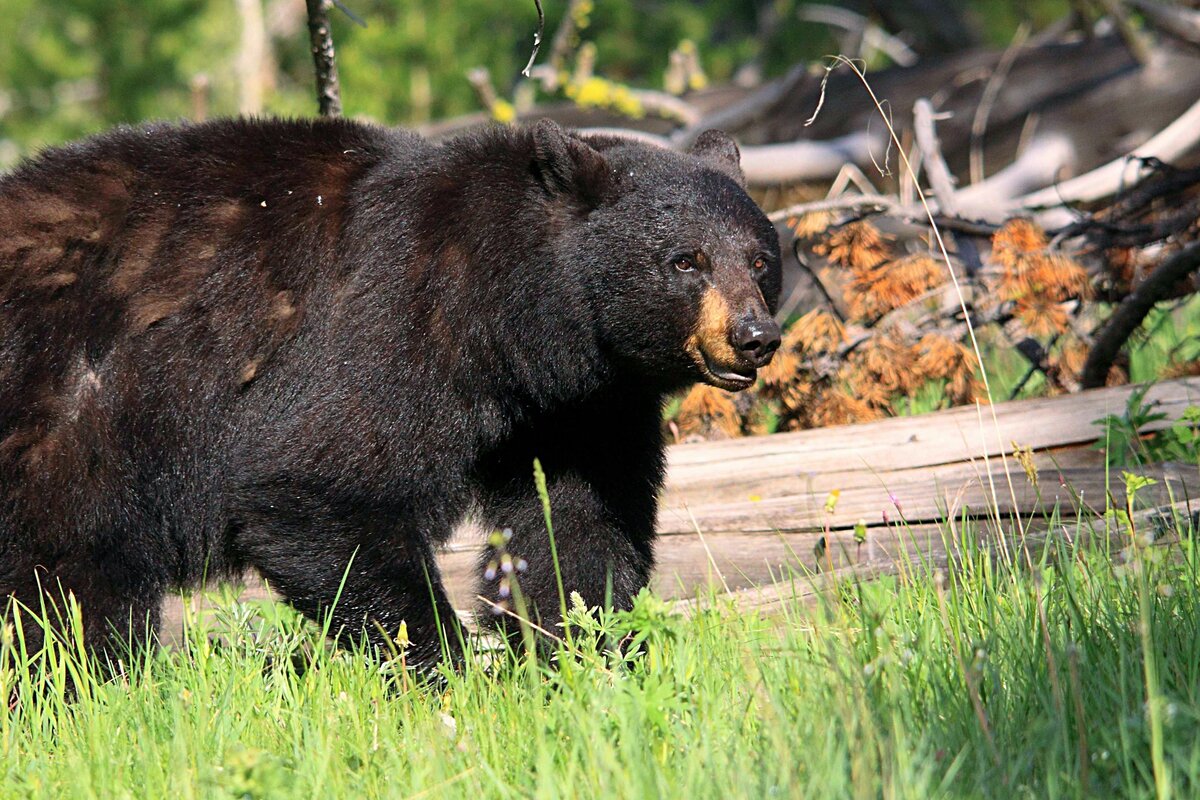 Барибал мебель. Барибал (Ursus americanus) Медвежонок. Барибал медведь фото. Барибал медведь Википедия.