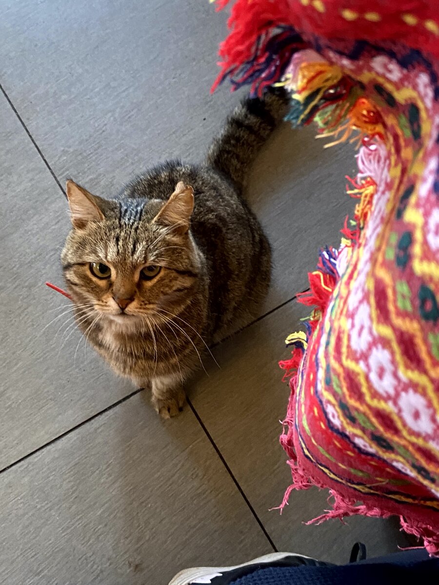 Котик Маруся, живет в местном кафе. Дети туда приходят просто что бы погладить кошку)) фото автора