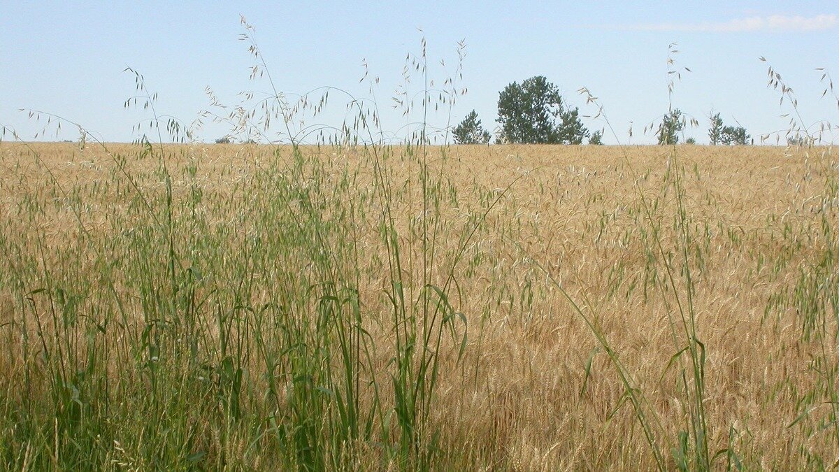 Фото:wikimedia.org Овсюг обыкновенный (Avena fatua — овсюг дикий, овес пустой)