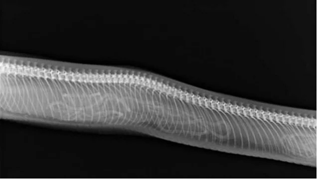 В зависимости от вида, змеи могут быть как яйцекладущими, так и живородящими. Также как и черепахи, змеи способны сохранять cпepмy самцов для оплодотворения на длительные периоды времени