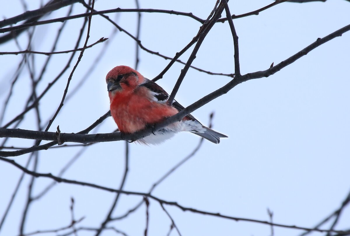 Клест белокрылый. Фото Михаила Шершнева