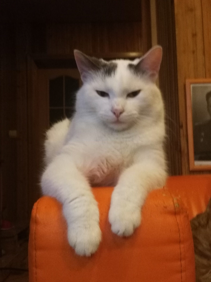 Милый кот и милый дом