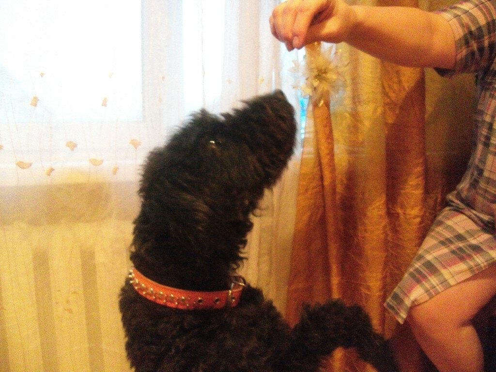 Знакомьтесь. Аби. Личное фото. 