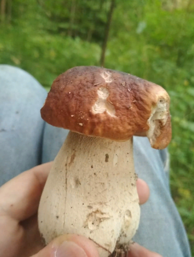 Фото друга Старого Солдата, Подмосковье, 10.07.2021