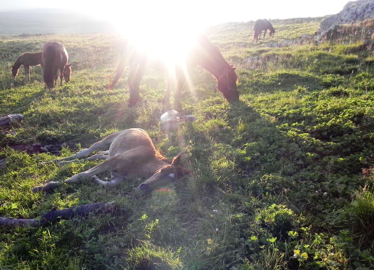 Солнечная лошадь