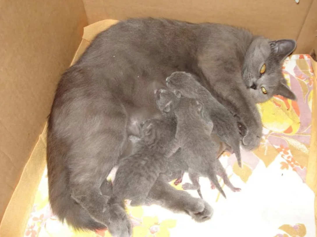 Кошка и котята после родов