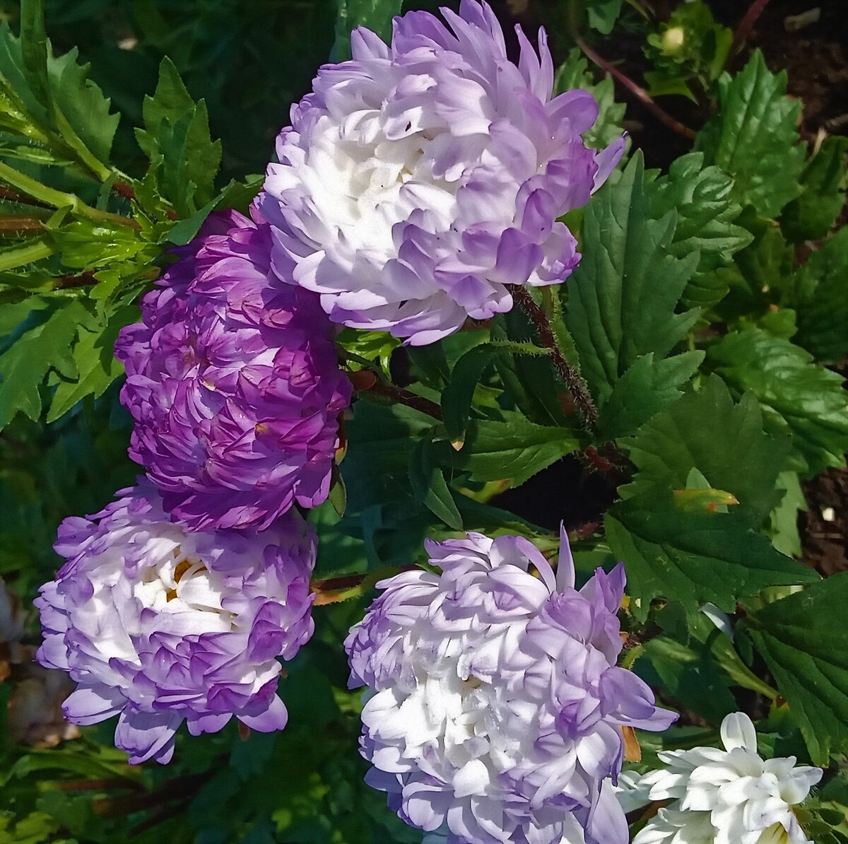 Голубые мечты Фото автора канала.