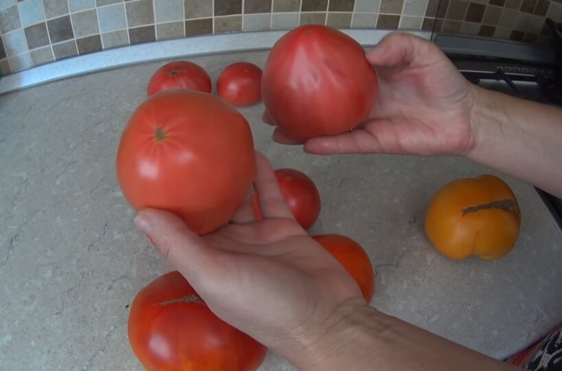Как отличить помидоры
