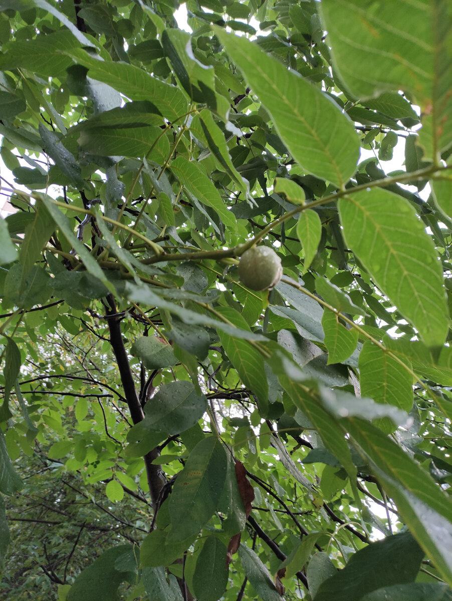 Рядом растут. Причем, очень близко. 