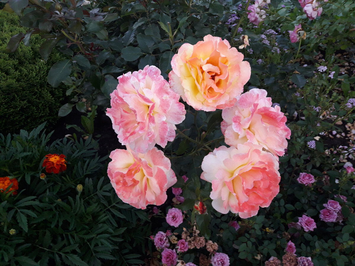 Катарина Лобардье, ч/г