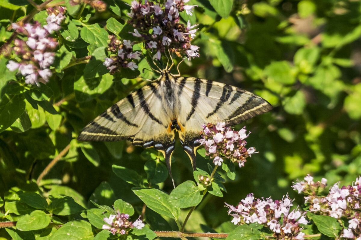 Free Images : nature, wing, flower, wildlife, insect, garden, fauna, invertebrat