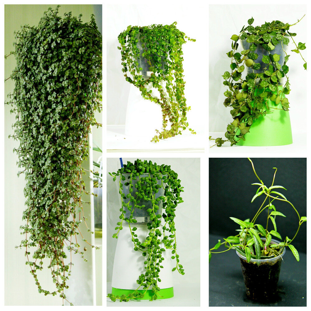 Как выглядит тая. Тисия заморокова. Джуник варданян. Тисия заморокова. Тая.