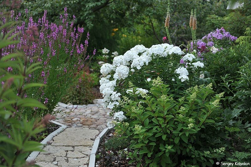 Сад Александры и Сергея Кольцовых