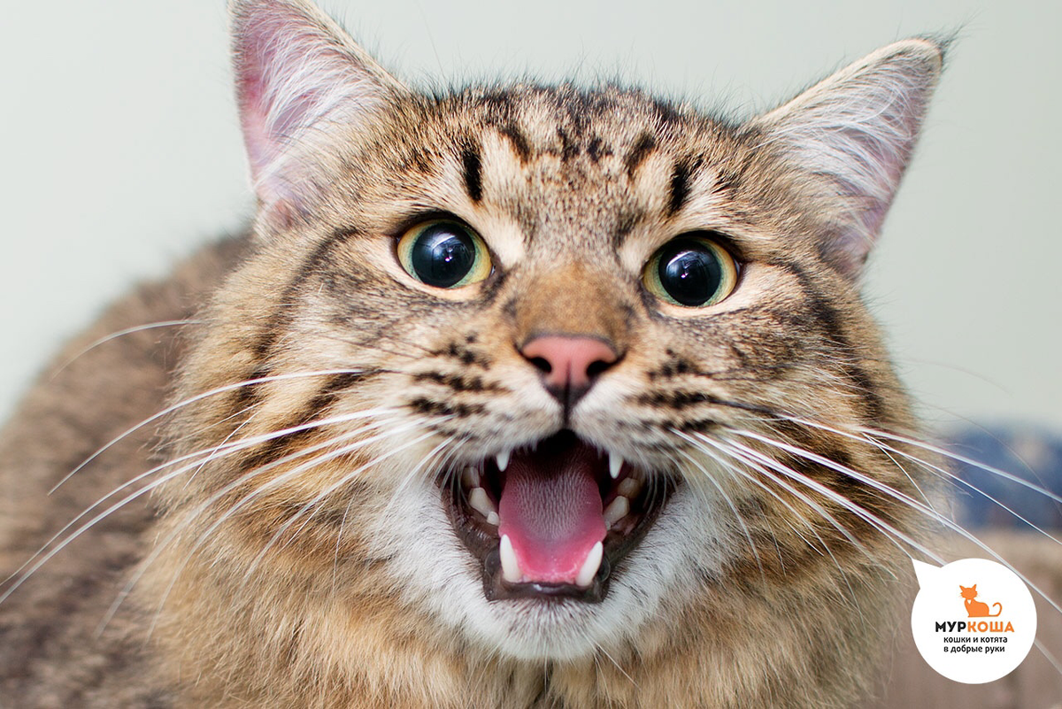 коте му. коте му. коте му. коте му. коте му.