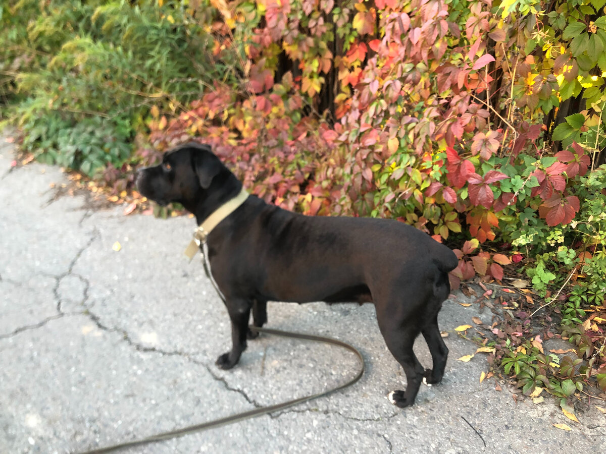 Пока хозяйка собирает шиповник, я послежу за порядком и ее безопасностью. Фото автора.