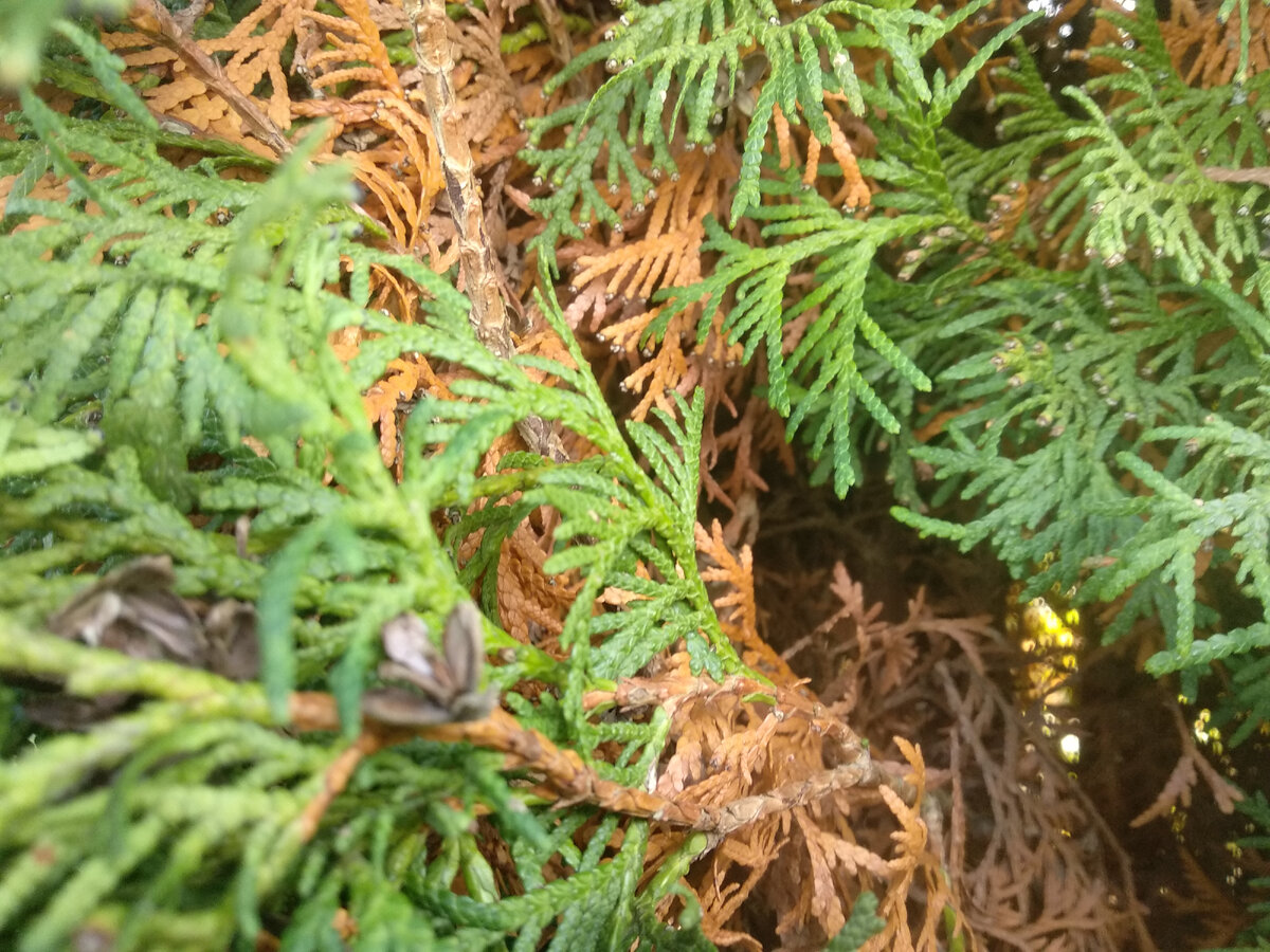 Внутри кроны скапливается сухая хвоя. Фото автора