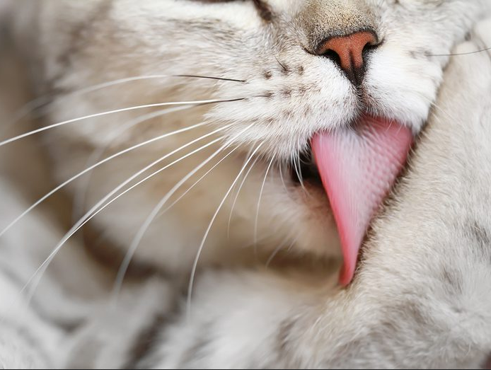 6 причин, почему кошки такие чистоплотные | КотоВедение | Дзен