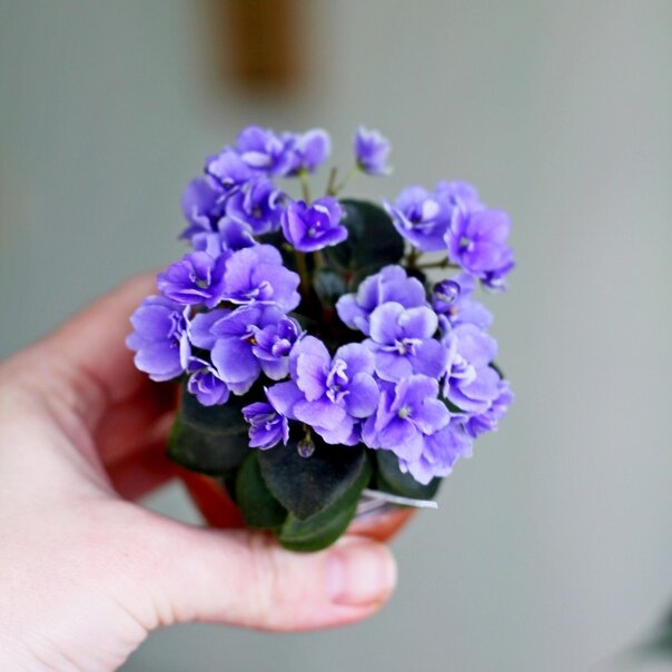 Honey Blue Ace фото и коллекция автора masteritayaplants