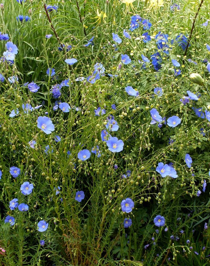 Вот они -прекрасные,нежные цветы льна . Фото из свободного доступа 