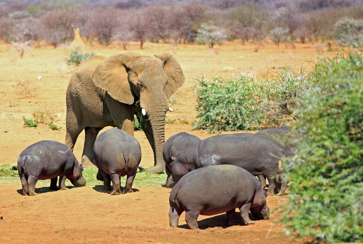 Ярость против мощи»: сможет ли стадо бегемотов остановить слона | Заметки о  животных | Дзен
