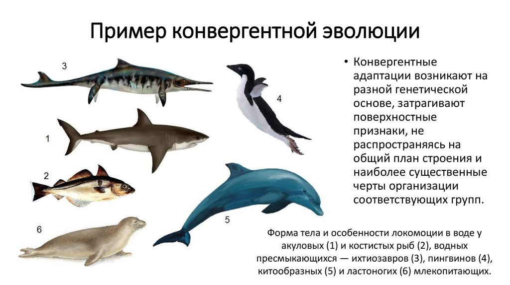 Какие отношения между китом и тунцом. Конвергентная Эволюция. Конвергентная Эволюция примеры. Конвергенция в эволюции. Примеры конвергенции в эволюции.
