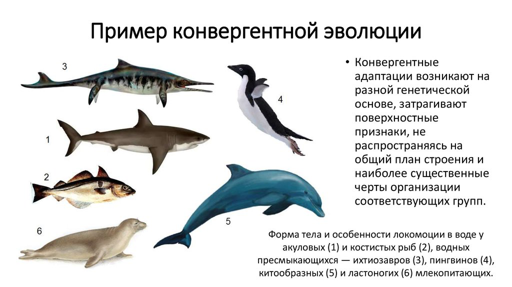 Дивергентная форма. Конвергентная Эволюция. Конвергентная Эволюция примеры. Конвергенция в эволюции. Примеры конвергенции в эволюции.