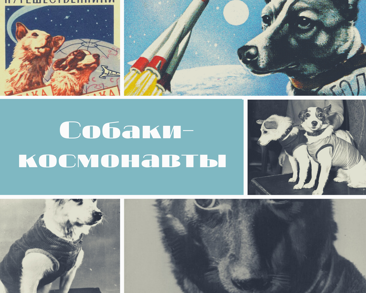 Собаки-космонавты