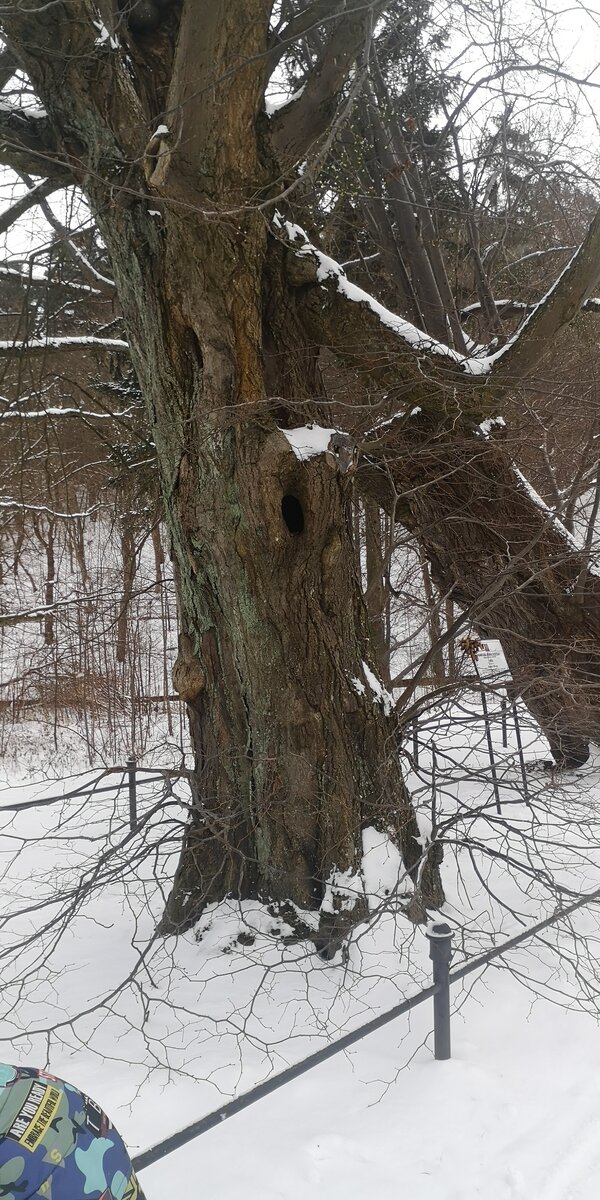 Липы. Возраст свыше 450 лет