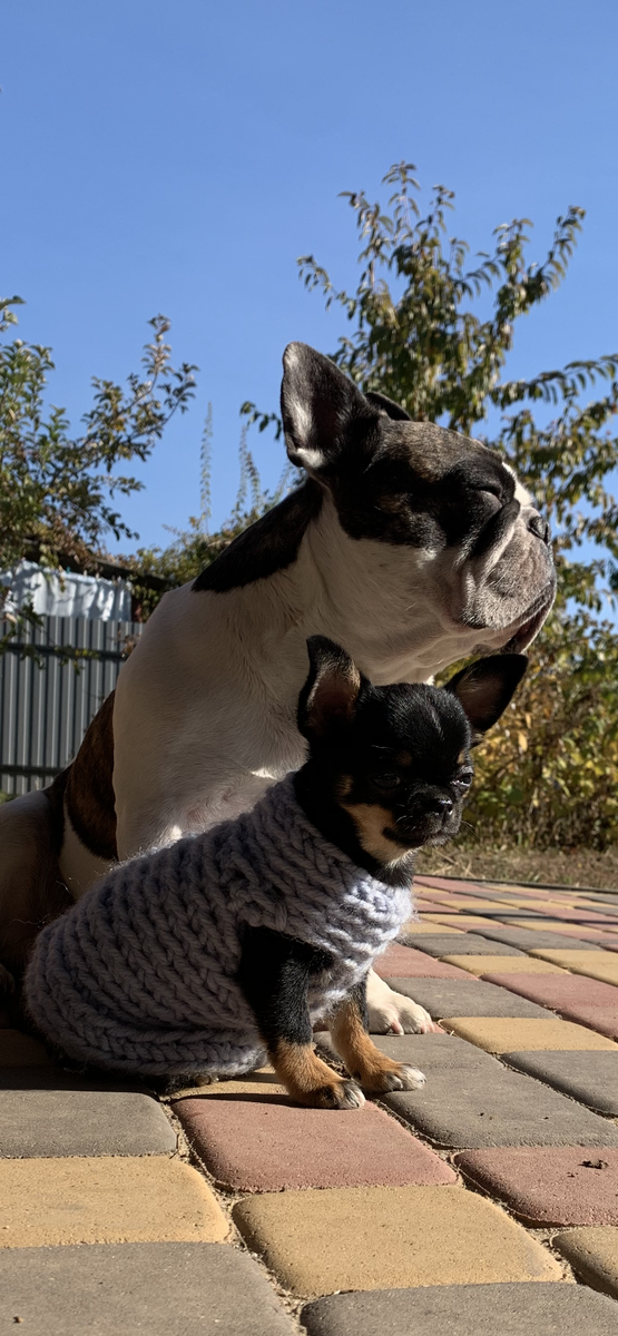 Боня и Тайсон на даче. Впитываем солнечные лучики