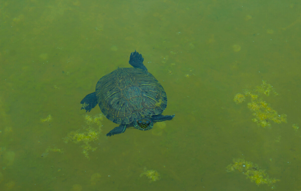 краснощекая любопытная черепаха