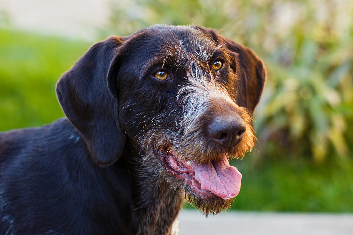 Дратхаар — ревнив и скрывать эмоции не станет.