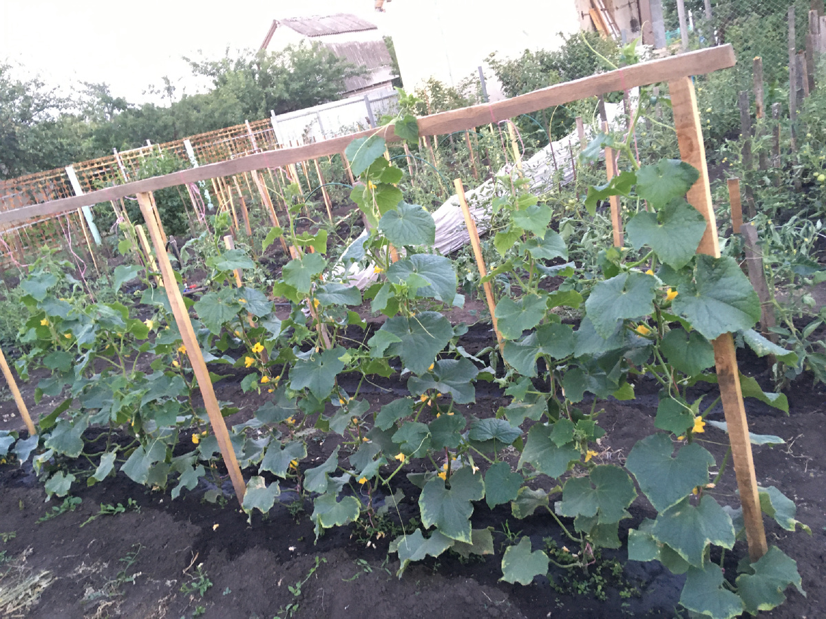 просто фотка огурцов с того сезона, для обложки))))