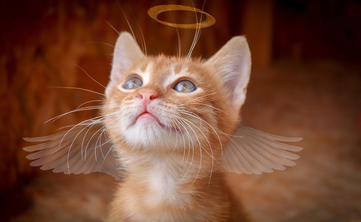 рыжая кошка. смешной рыжий кот. котик на голове мужчины. кот с перебинтованной головой. милый белый котик с сердечками.