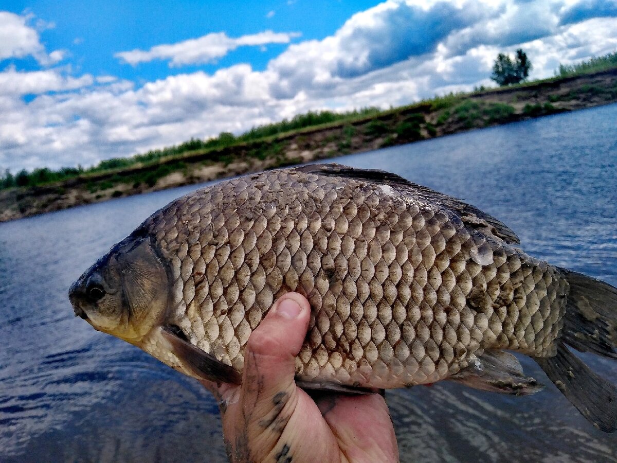 02033 Ароматизатор жидкий 250мл Линь-Карась TRAPER Aromat Tench-Crucian Carp