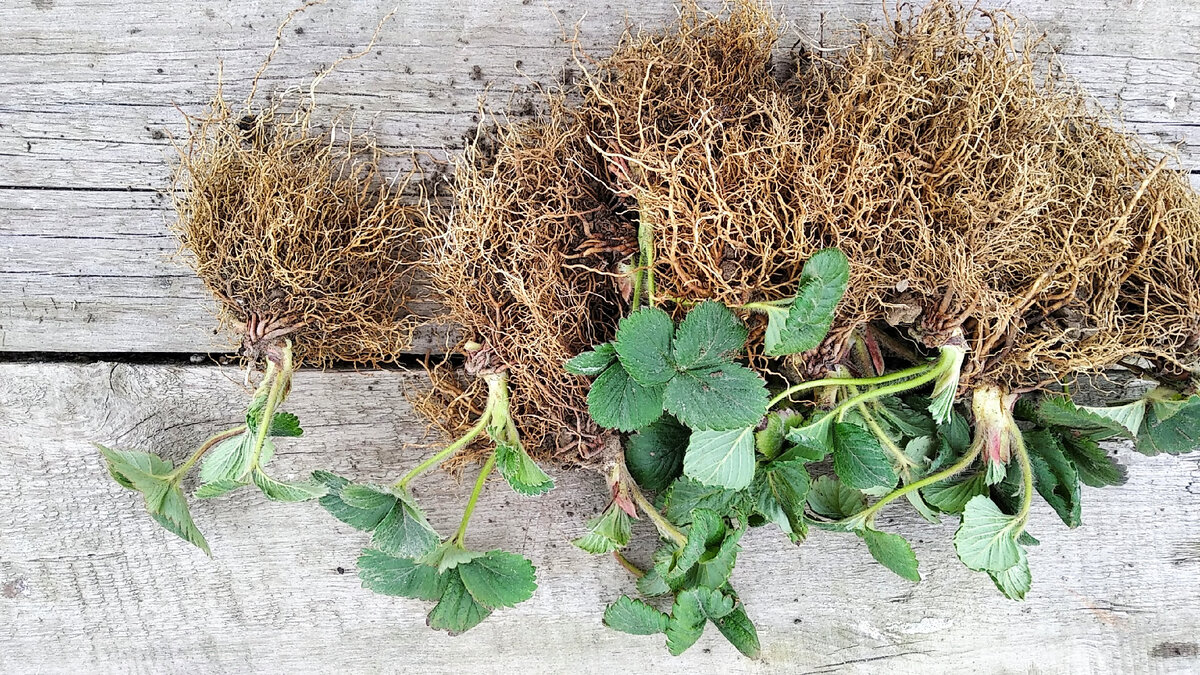 То, что приросло с осени выкопано на продажу