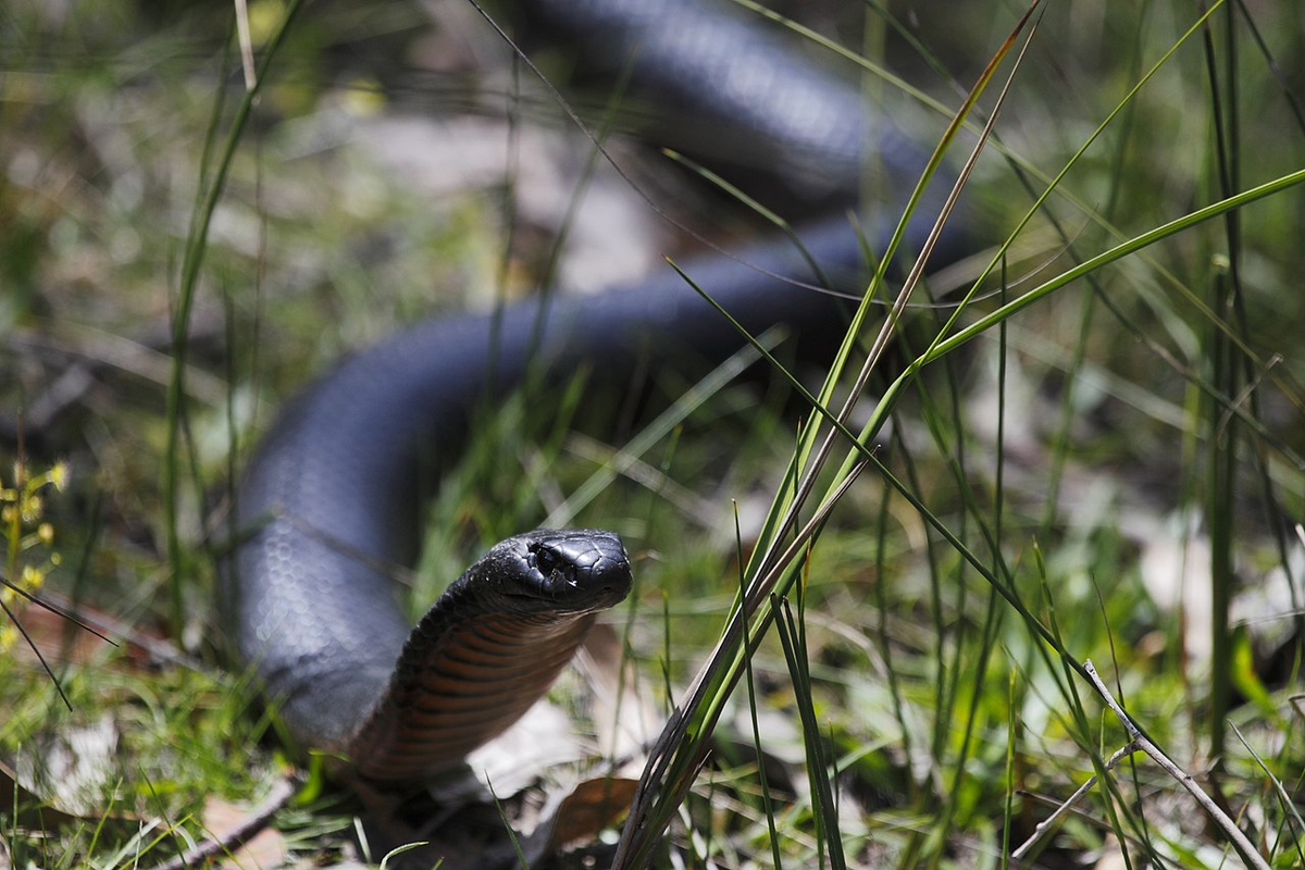 Змея 1 выпуск. Черная змея Австралии. Главный враг змей в природе.