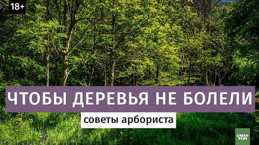 Чтобы деревья не болели. Советы арбориста.