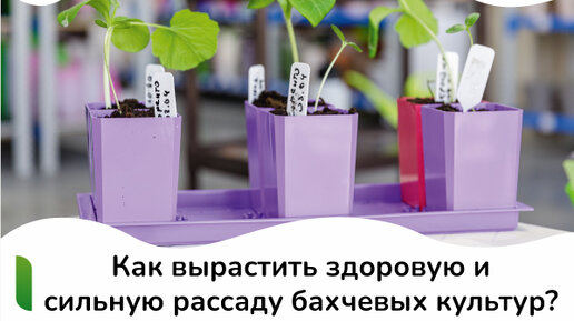 Правильный посев семян арбуза и тыквы: что нужно знать?